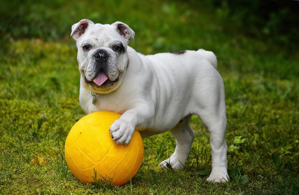 ivartalanítás Budapesten kutyáknak